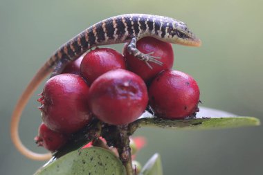 Bir zeytin ağacı kayması günlük aktivitelerine başlamadan önce güneşleniyor. Bu sürüngenin bilimsel adı Dasia olivacea..