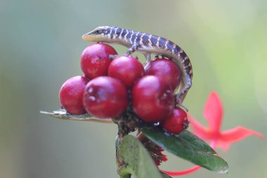 Bir zeytin ağacı maymunu günlük aktivitelerine başlamadan önce bir sürü Çin ixora meyvesinin tadını çıkarıyor. Bu sürüngenin bilimsel adı Dasia olivacea..
