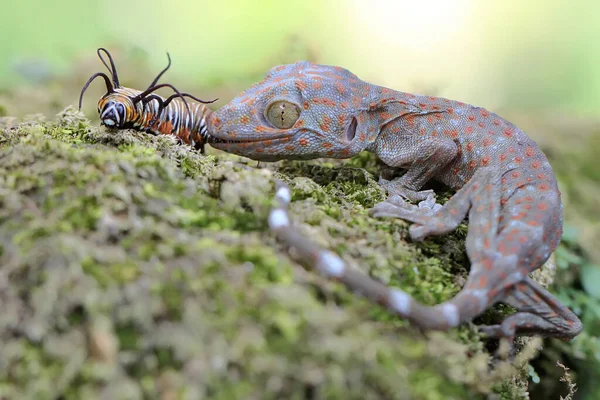 一只年轻的令牌壁虎在长满苔藓的岩石上吃毛虫 这种爬行动物的学名是Gekko Gecko — 图库照片