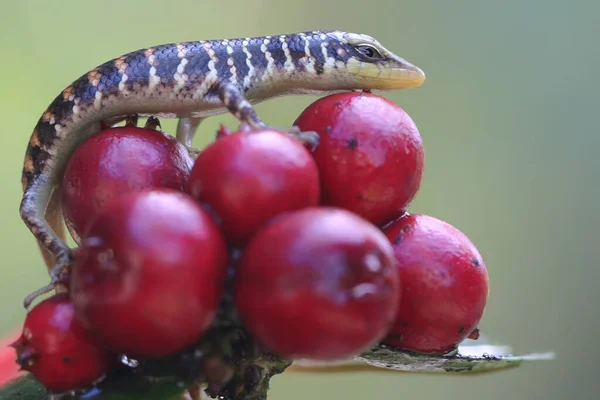 Olive Tree Skink Basking Starting Its Daily Activities Reptile Has — Stock Photo, Image