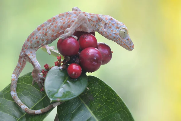 Ένας Νεαρός Tokay Gecko Κάνει Ηλιοθεραπεία Στα Κινεζικά Φρούτα Ixora — Φωτογραφία Αρχείου