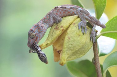 Genç bir Tokay Geko, ekşi bir çiçekte zeytin ağacı kayması yiyor. Bu sürüngenin bilimsel adı Gekko gecko.