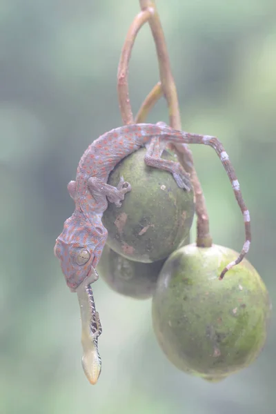 Young Tokay Gecko Eating Olive Tree Skink Ataheitte Apple Reptile — Stock Photo, Image