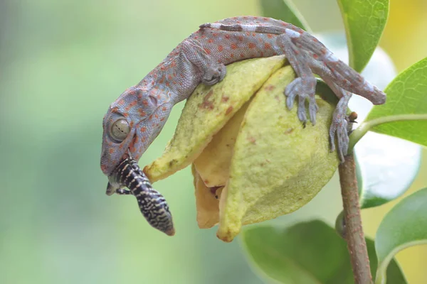 Młody Tokay Gecko Zjada Skunks Drzewa Oliwnego Kwiatku Soursop Ten — Zdjęcie stockowe