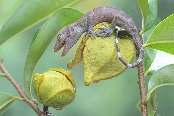 Jovem Tokay Gecko Está Tomando Sol Flores Soursop Antes Iniciar — Fotografia de Stock