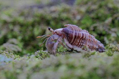 Çalıların üzerinde sürünen bir keşiş yengeci. Bu sert kabuklu hayvanın bilimsel adı Paguroidea sp.