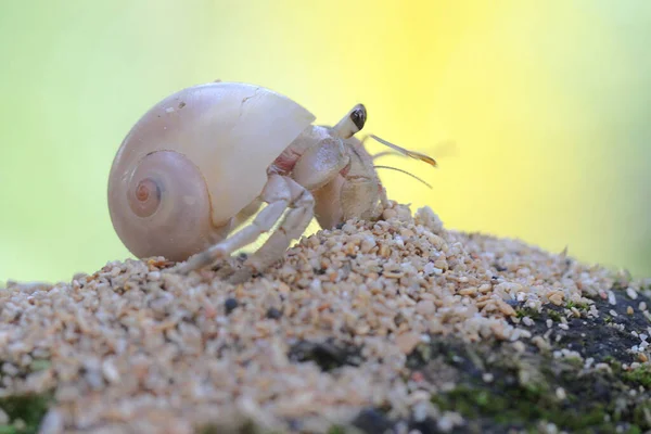 A hermit crab crawling on the white sand by the beach. This hard-shelled animal has the scientific name Paguroidea sp.