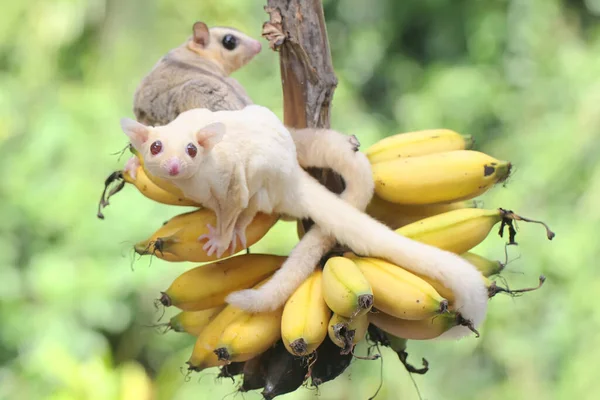 Dois Jovens Planadores Açúcar Estão Comendo Bananas Maduras Árvore Este — Fotografia de Stock