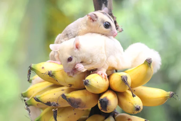Dos Jóvenes Planeadores Azúcar Están Comiendo Plátanos Maduros Árbol Este — Foto de Stock