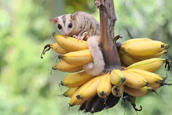 Jovem Planador Açúcar Mosaico Comer Uma Banana Madura Numa Árvore — Fotografia de Stock