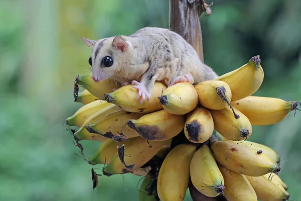 Jovem Planador Açúcar Mosaico Comer Uma Banana Madura Numa Árvore — Fotografia de Stock