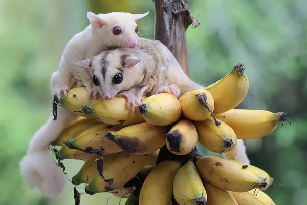 Два Молодых Сахарных Глайдера Едят Спелые Бананы Дереве Млекопитающее Имеет — стоковое фото