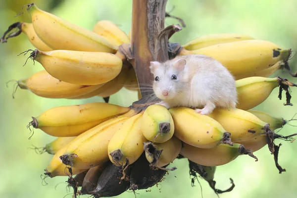 Criceto Nano Campbell Che Mangia Una Banana Matura Albero Questo — Foto Stock