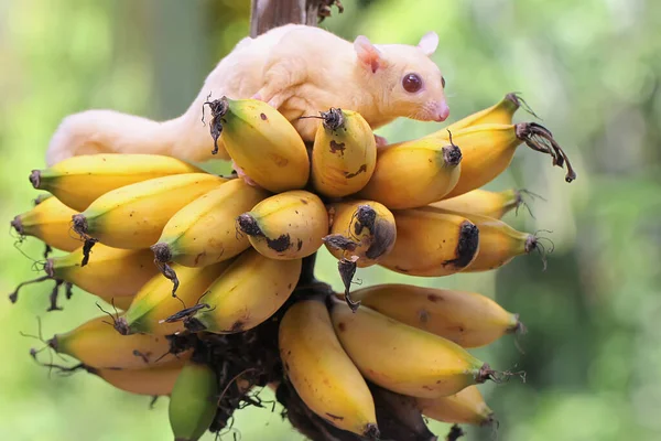 Ένα Νεαρό Ανεμόπτερο Αλμπίνο Που Τρώει Μια Ώριμη Μπανάνα Ένα — Φωτογραφία Αρχείου