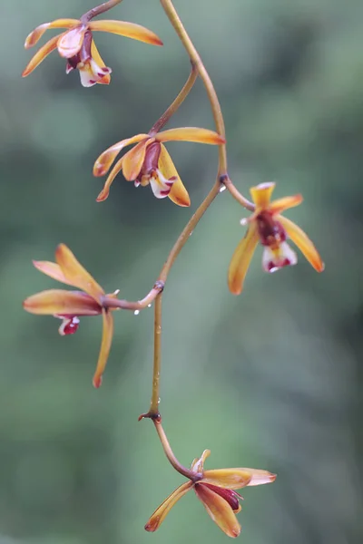 Piękno Dzikiej Orchidei Cymbidium Pełnym Rozkwicie Orchidea Naukowe Imię Cymbidium — Zdjęcie stockowe