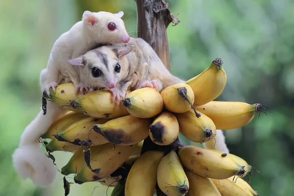 Два Молодых Сахарных Глайдера Едят Спелые Бананы Дереве Млекопитающее Имеет — стоковое фото