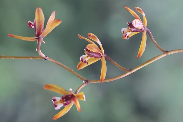 난초의 아름다움 난초에는 Cymbidium Aloifolium — 스톡 사진