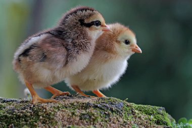 Two newly hatched chicks are looking for food in the moss-covered ground. This animal has the scientific name Gallus gallus domesticus.