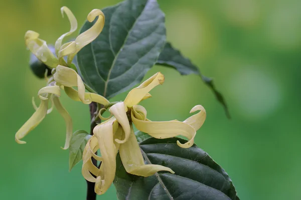 Fiore Cananga Odorata Piena Fioritura Questo Fiore Odore Fragrante Quindi — Foto Stock