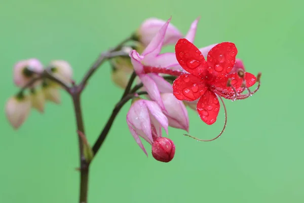 Piękno Bagflower Lub Krwawiącego Kwiatu Serca Rozkwicie Roślina Naukową Nazwę — Zdjęcie stockowe