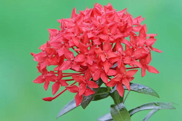 Beauty Chinese Ixora Flower Full Bloom Plant Has Scientific Name — Stock Photo, Image