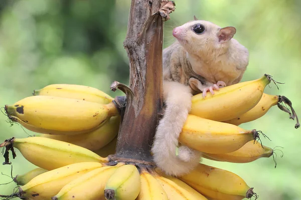 Joven Planeador Azúcar Mosaico Comiendo Plátano Maduro Árbol Este Mamífero — Foto de Stock