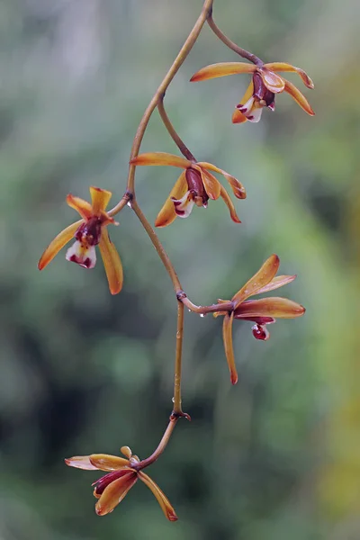 Piękno Dzikiej Orchidei Cymbidium Pełnym Rozkwicie Orchidea Naukowe Imię Cymbidium — Zdjęcie stockowe