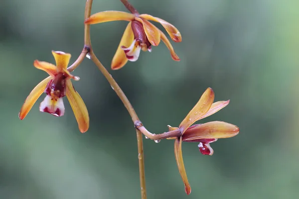 Beauty Wild Cymbidium Orchid Full Bloom Orchid Has Scientific Name — Stock Photo, Image