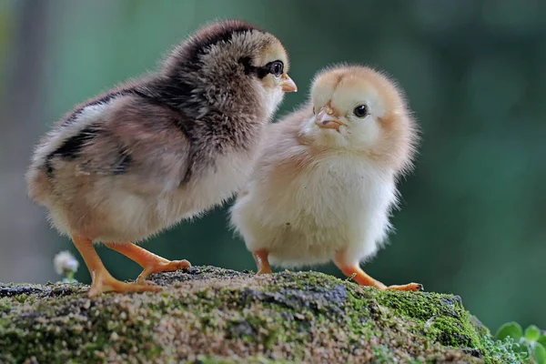 Two Newly Hatched Chicks Looking Food Moss Covered Ground Animal — стокове фото