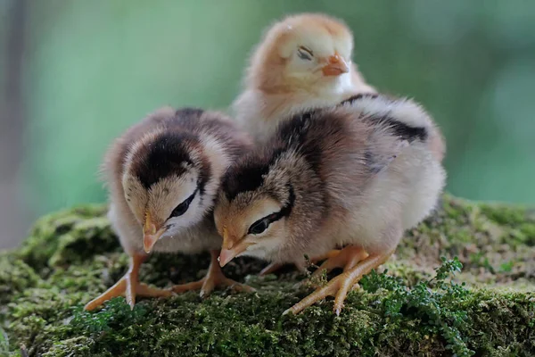 Three Newly Hatched Chicks Looking Food Moss Covered Ground Animal — ストック写真