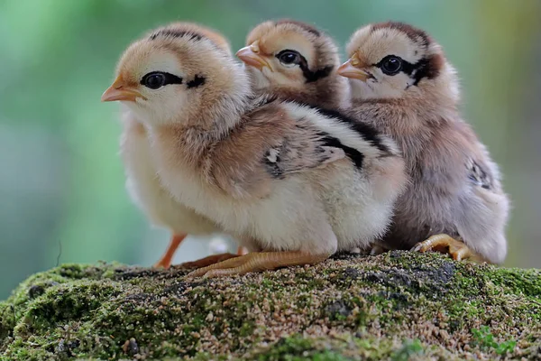 Three Newly Hatched Chicks Looking Food Moss Covered Ground Animal — ストック写真