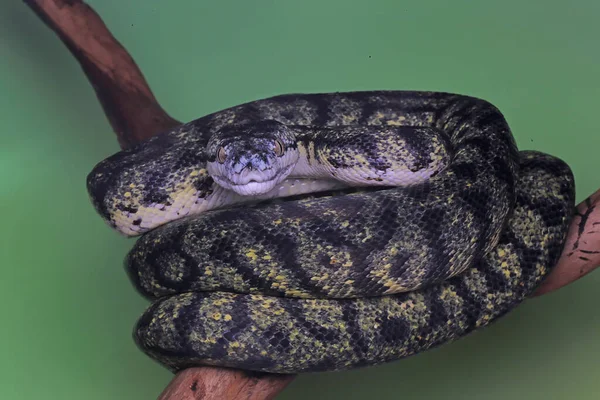 Eine Teppich Pythonschlange Wickelt Ihren Körper Auf Einen Baumstamm — Stockfoto