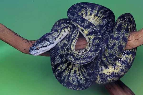 Serpent Python Tapis Enveloppe Son Corps Sur Une Bûche — Photo