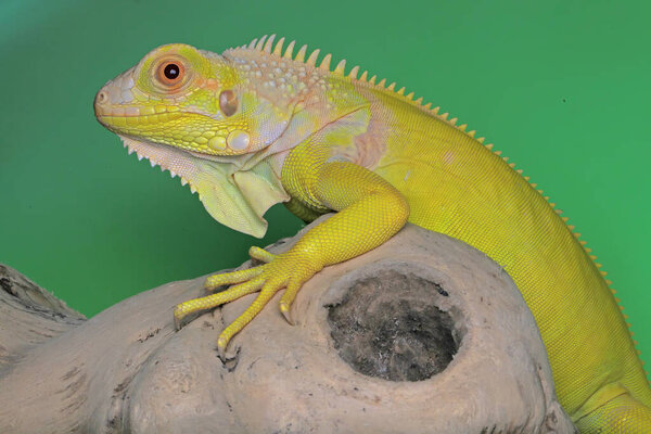 Beautiful face of bright yellow iguana with soft skin texture.