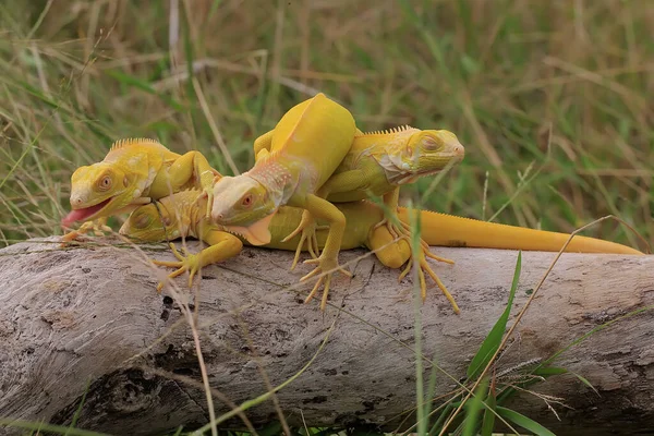 Dos Iguanas Color Amarillo Brillante Estaban Tomando Sol — Foto de ...