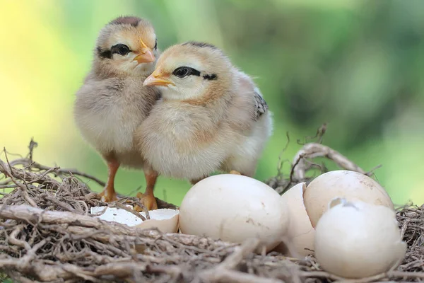 Two Newly Hatched Chicks Foraging Nest Animal Has Scientific Name — Fotografia de Stock