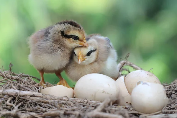 Two Newly Hatched Chicks Foraging Nest Animal Has Scientific Name — Stockfoto