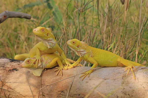 Três Iguanas Amarelas Estavam Tomando Banho Sol Madeira Intemperizada — Fotografia de Stock