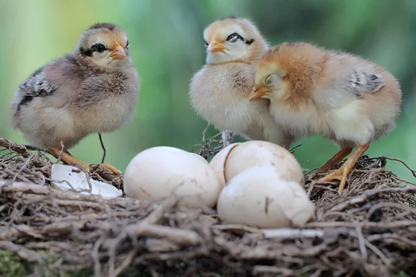 Three Newly Hatched Chicks Nest Animal Has Scientific Name Gallus — стоковое фото