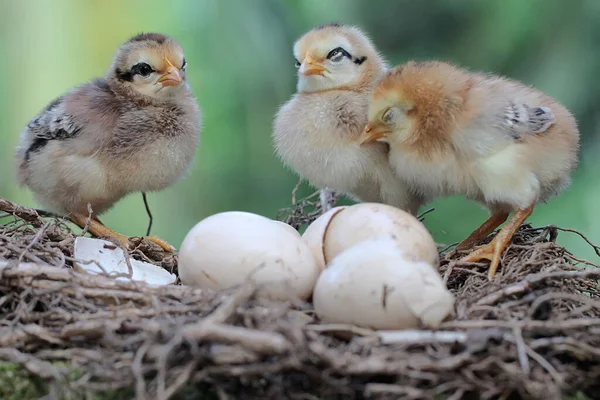 Trei Pui Proaspăt Eclozaţi Sunt Cuib Acest Animal Numele Științific — Fotografie, imagine de stoc