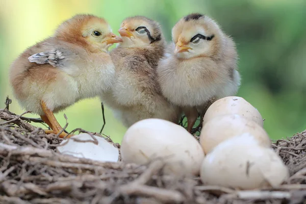 Three Newly Hatched Chicks Nest Animal Has Scientific Name Gallus — Photo