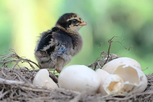 一只新孵出的小鸡在窝里 这种动物的学名是 — 图库照片