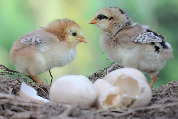 Due Pulcini Appena Nati Stanno Nutrendo Intorno Nido Questo Animale — Foto Stock