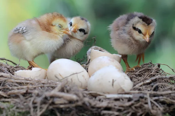 Three Newly Hatched Chicks Nest Animal Has Scientific Name Gallus — стокове фото