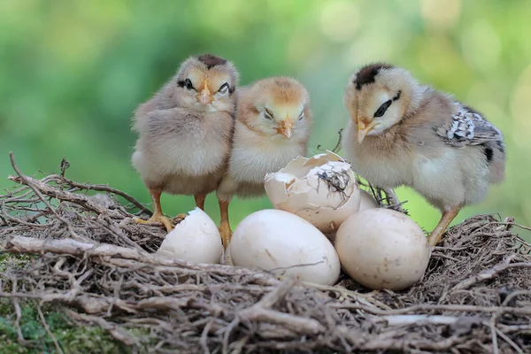 3匹の孵化した雛が巣の中にいる 学名はGallus Galus Domesticus — ストック写真