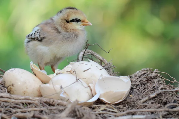 Newly Hatched Chick Nest Animal Has Scientific Name Gallus Gallus — Stock fotografie