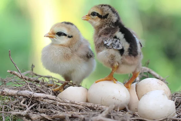 Two Newly Hatched Chicks Foraging Nest Animal Has Scientific Name — ストック写真