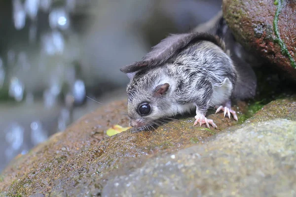 Flying Squirrel Lomys Horsfieldi Foraging Bushes Animals Nocturnal Active Night — Stockfoto