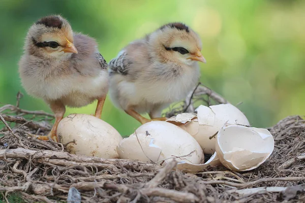 Two Newly Hatched Chicks Foraging Nest Animal Has Scientific Name — Stock Photo, Image