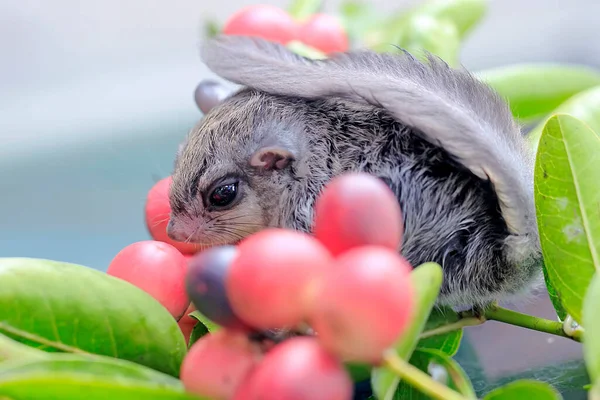 Esquilo Voador Lomys Horsfieldi Está Alimentando Nos Arbustos Estes Animais — Fotografia de Stock